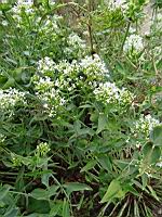 Valeriane blanche (Brancion, Jardin de l'eglise)(2)